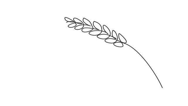 Animated self drawing of continuous line draw of wheat. Barley or Rye. Full length one line animation. 4K