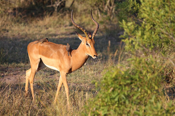 Fototapeta premium Schwarzfersenantilope / Impala / Aepyceros melampus