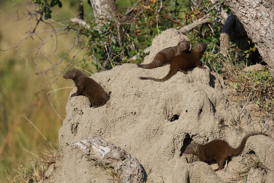 S&uuml;dliche Zwergmanguste auf Termitenh&uuml;gel / Dwarf mongoose at Termit's nest / Helogale parvula