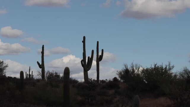 Day Time Desert Time-Lapse With Stand Of Saguaro Cactus In Arizona