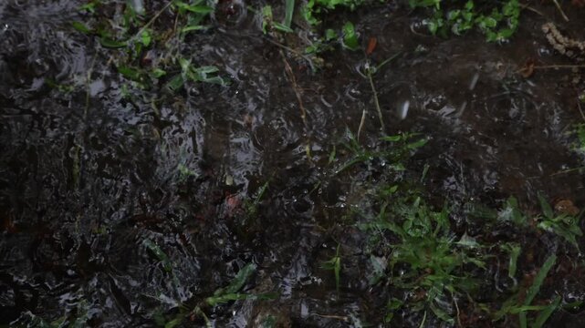 4k video on dark overcast day view close up shooting down on a puddle of rain water polling and rain droplets splashing on water surface.