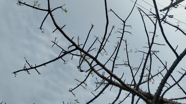 Bare tree branches against cloudy sky with budding leaves in spring season and overhead electrical wires showing connectivity
