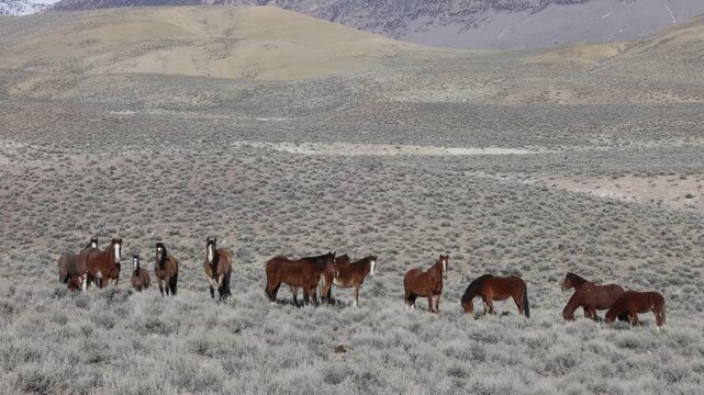 Herd of Wild Horses in Spring Near Challis Idaho
