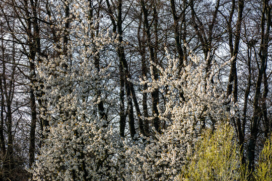 Baumbl&uuml;te im Mischwald