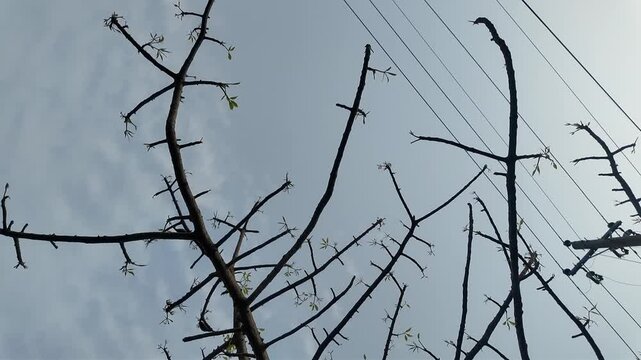 Tree branches silhouetted against a pale sky with budding leaves emerging during early spring growth cycle