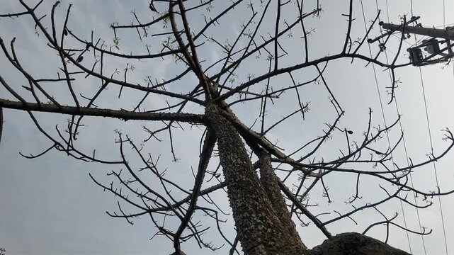 View of bare tree with sprout growth against an overcast sky and overhead electrical power lines