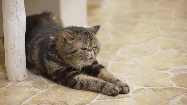 リラックスしているエキゾチックショートヘアの猫