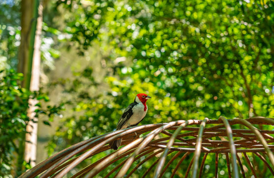 Yellow-billed cardinal bird with a bright red head perched on a metal structure in a lush garden