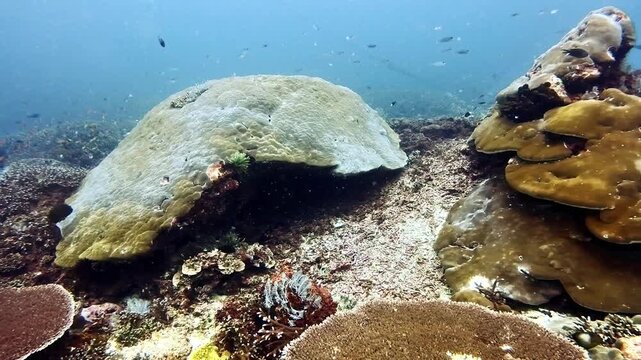 Giant Porites coral in the crystal clear waters of Nusa Penida, Bali, Indonesia.