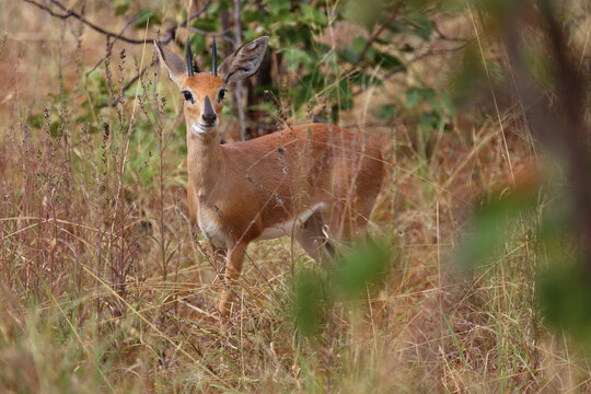 Afrikanischer Steinbock / Steenbok / Raphicerus campestris