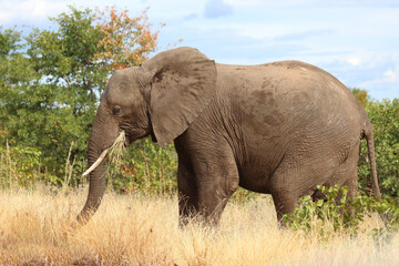 Obraz premium Afrikanischer Elefant / African elephant / Loxodonta africana