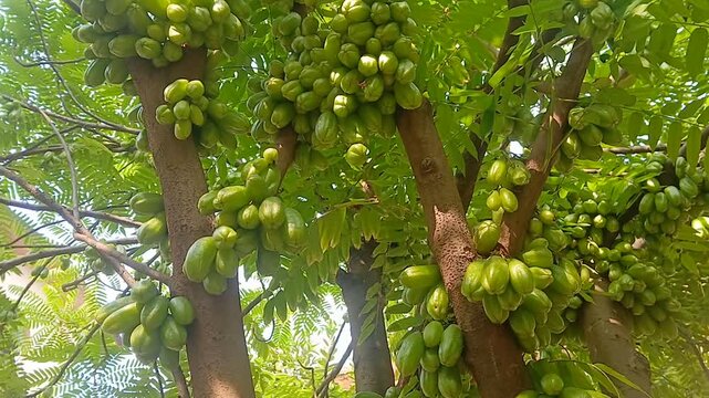 Video of fresh Bilimbis hanging from tree.	