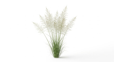 Fototapeta premium Ornamental Grass Plant Isolated on White Background Realistic Green Botanical Nature Element