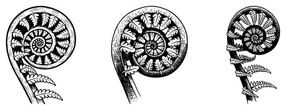 Detailed hand drawn botanical illustration of unfurling fern fronds in vintage engraving style