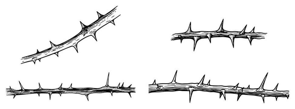 Set of hand drawn thorny branches and sharp wooden vines in engraving style