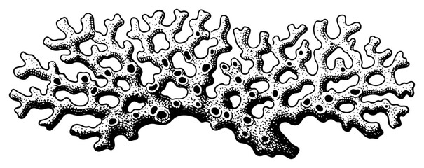 Vintage hand drawn woodcut illustration of an organic sea coral or sponge © Mago