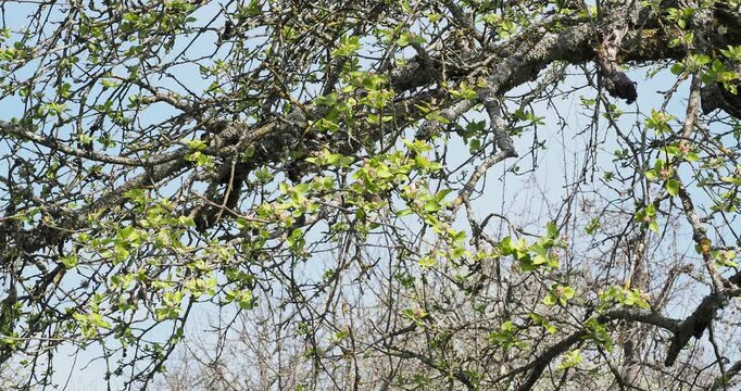 (Malus sylvestris) Old branches of a wild apple tree with greyish rough bark covered in white flowers tinged with pink, arranged in clusters surrounded by young green, oval and crenate leaves
