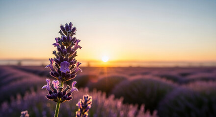 Fototapeta premium Close-up of purple lavender flower with dew drops, standing in field at sunrise, symbolizing calmness, beauty, and natural product ideal for relaxation