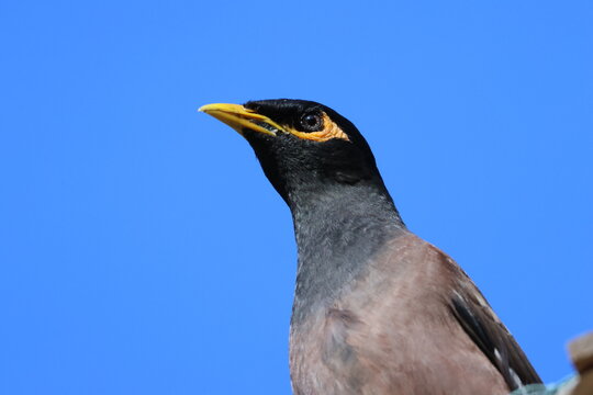 Mainate asiatique Acridotheres tristis en portrait sur fond bleu