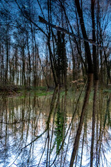 Obraz premium Spegellung an einem kleinen Waldsee