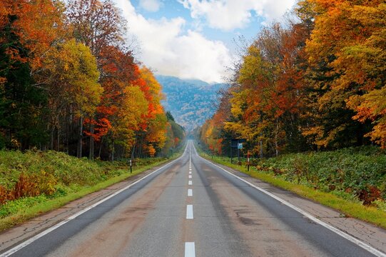 A diminishing perspective view of a country highway running straight uphill toward a mountain in background with vibrant fall colors by the road on a sunny autumn day in Kamishihoro, Hokkaido, Japan
