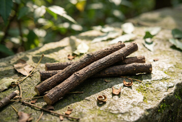 Fototapeta premium neem sticks arranged on natural stone surface in forest. showcasing traditional herbal dental care organic ayurvedic remedy antibacterial properties eco friendly oral hygiene and natural wellness