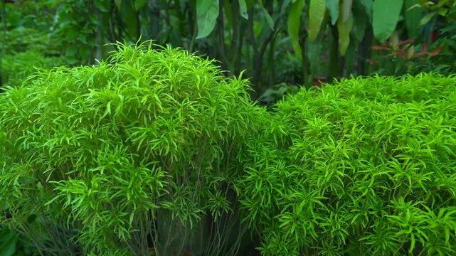 Lush green ming aralia bushes in natural garden setting beautiful decorative plants vibrant greenery tropical ambiance botanical beauty foliage details