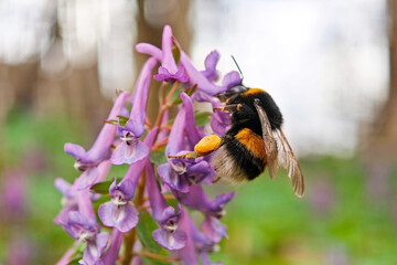 Bumble bee collects pollen and nectar on first spring flowers in a forest. Fumewort, corydalis solida blooming in april © Oleg