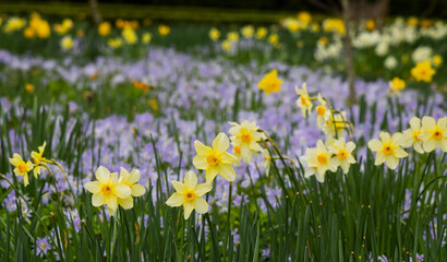 Obraz premium Close up of cluster of beautiful yellow daffodils with out of focus lavender daisies in background.
