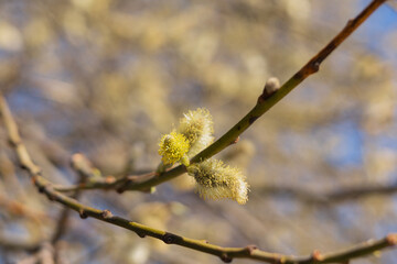 Fototapeta premium Pussy Willow Catkins Blooming in Spring