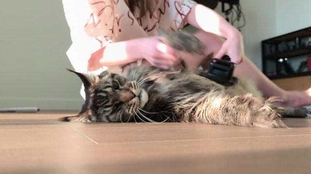 Owner brushes maine coon cat while it enjoys grooming and exposes face and belly. Large fluffy feline relaxes and cooperates during care session on floor indoors. Pet hygiene routine comfort