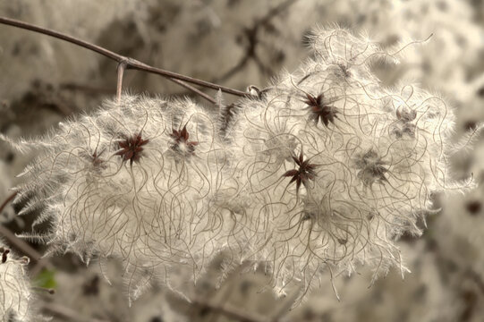 Old man's beard (Clematis vitalba) seed-heads in domestic hedge