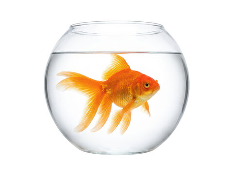 Vibrant orange goldfish swimming in a clear round glass fishbowl isolated transparent background image