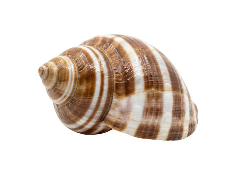 Striped brown and cream whelk shell showing intricate spiral patterns isolated transparent background image
