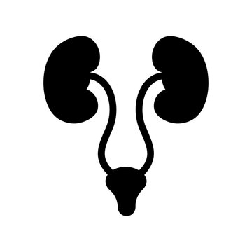 Urinary System Vector Icon