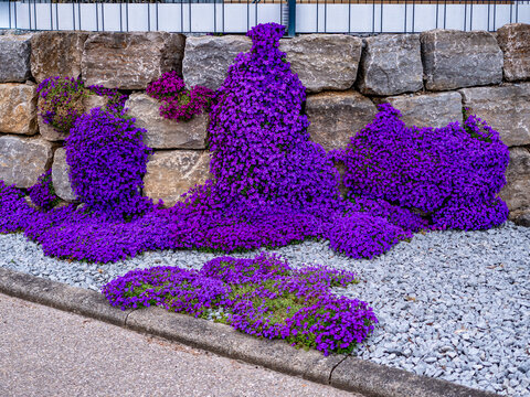Blaukissen und andere Fr&uuml;hjahrsbepflanzung an einer Natursteinmauer