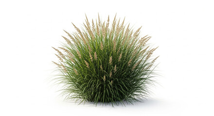 Obraz premium Ornamental Grass Plant Isolated on White Background Realistic Green Botanical Nature Element