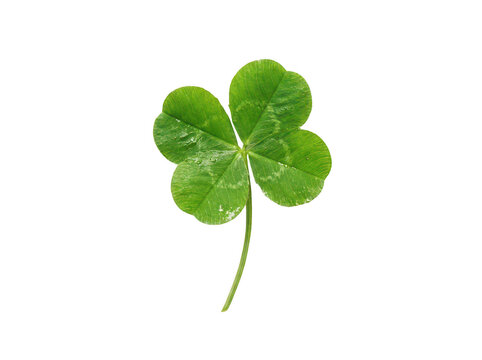 Single vibrant green four-leaf clover with fresh dew droplets and stem isolated transparent background image