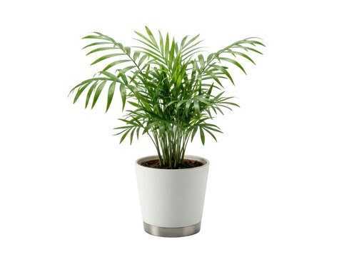 Vibrant parlor palm plant resting in a minimalist white and silver pot isolated transparent background image