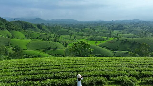 Asian woman wearing Vietnam culture traditional in green tea plantation, Vietnam.