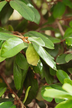 Close-up of an unripe green fruit syconium on a Ficus pumila tree branch. Known as Creeping Fig or Climbing Fig, this ornamental vine features lush foliage in a sunny outdoor garden. Macro photo.
