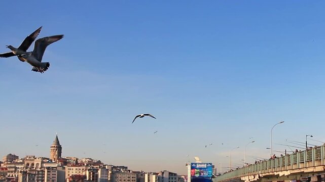 Flock of seagulls soaring and circling over Galata Bridge with Galata Tower visible in the background, Istanbul