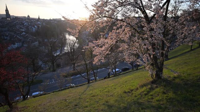 Cherry blossoms on a hillside overlooking the old town of Bern, Switzerland and river at sunset with pedestrians and cars below