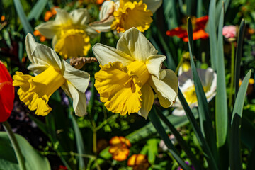 Obraz premium Fleurs d'Annecy
