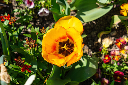 Fleurs d'Annecy
