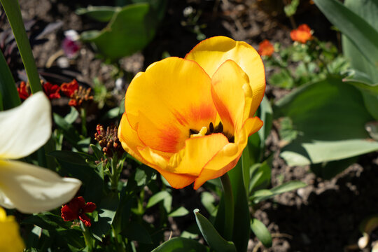Fleurs d'Annecy