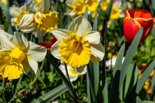 Fleurs d'Annecy