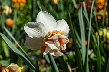 Fototapeta premium Fleurs d'Annecy