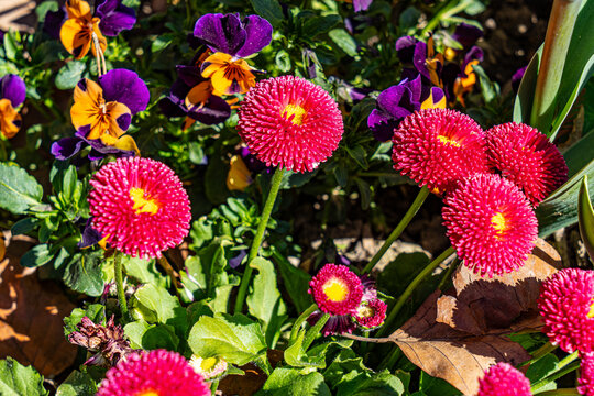 Fleurs d'Annecy