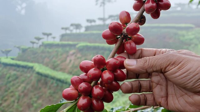 Close up of a hand holding a branch of ripe red coffee cherries on a farm
